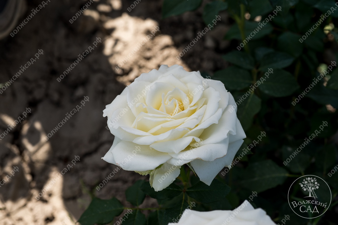 Роза Паскаль (ч.-гибрид, белая) вс001-273