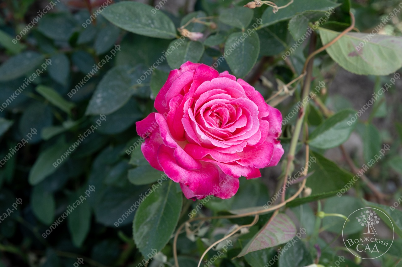 Розы Волжский сад